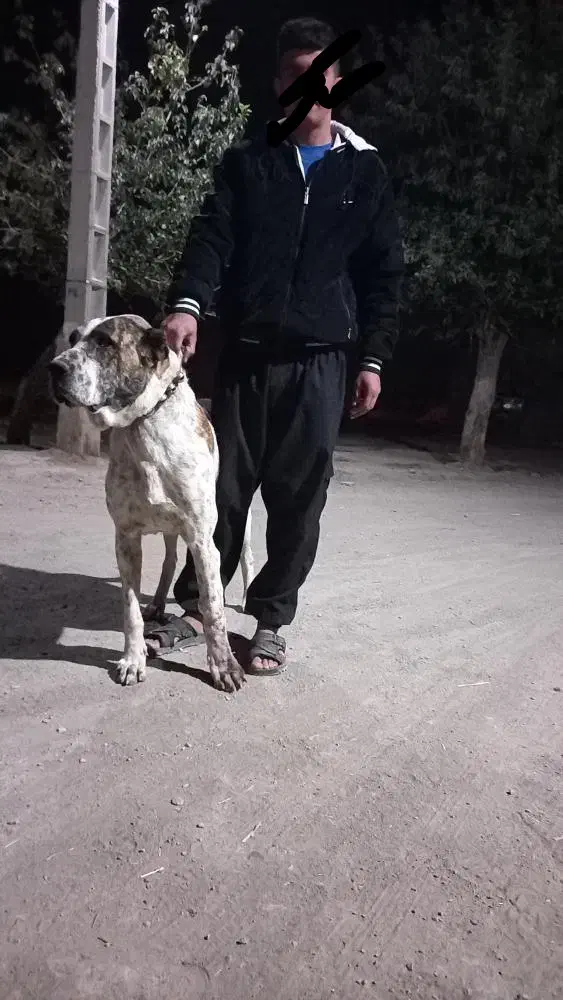 سگ.|سگ|عطاملک, |دیوار