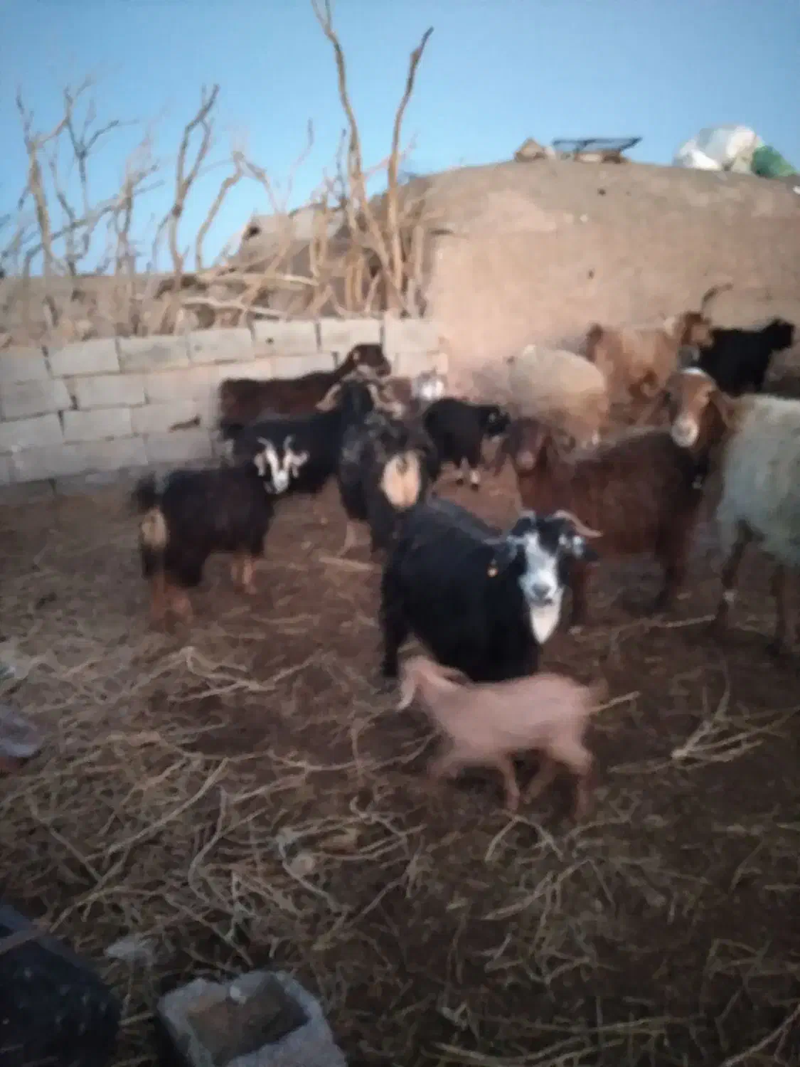 فروش بز|حیوانات مزرعه|سده (خراسان جنوبی), |دیوار