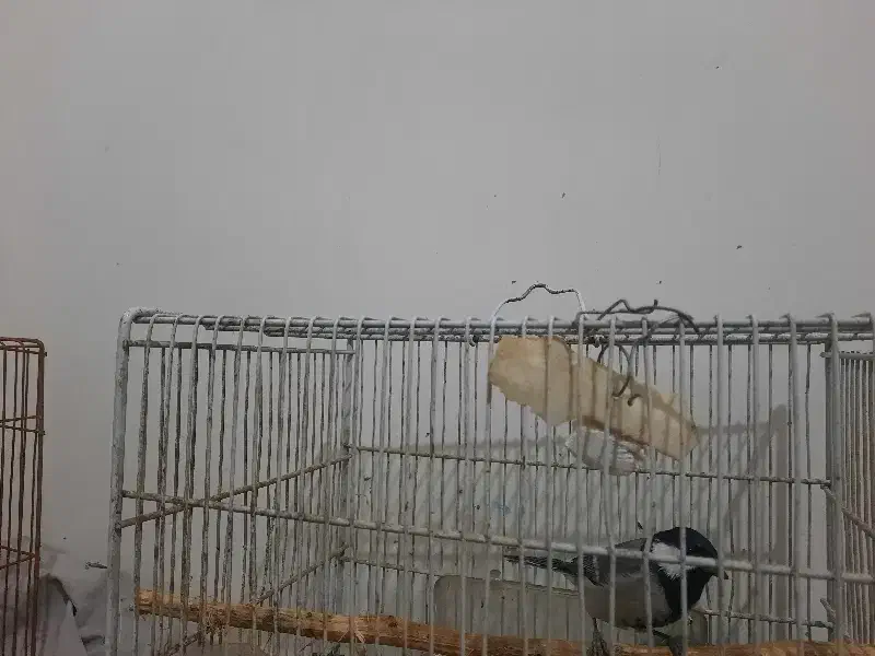 فنچ اواز خان|پرنده|بجنورد, |دیوار