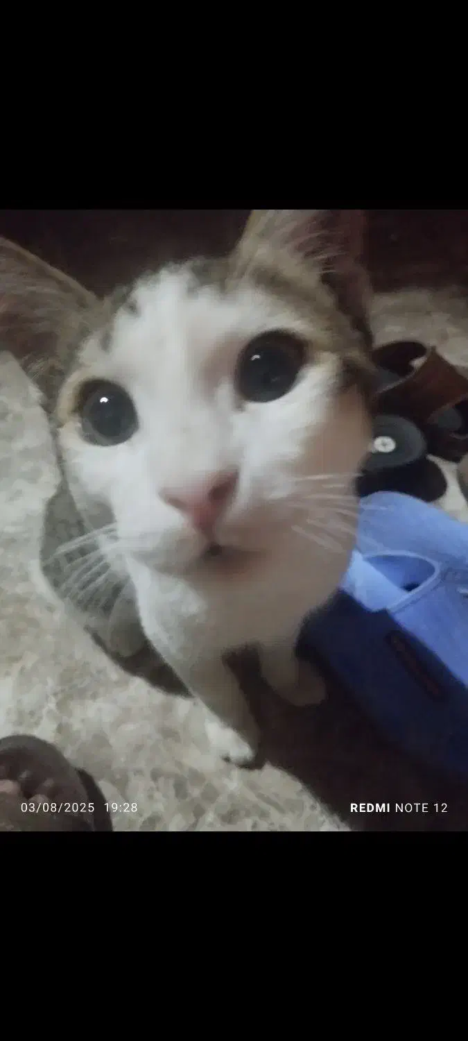 گربه|گربه|زاهدان, |دیوار