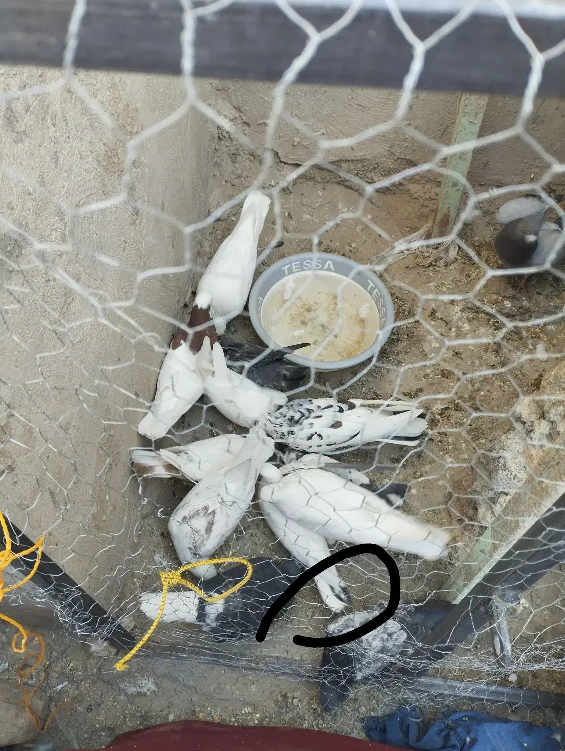 سلام دوستان اگه کسی این کفتر گرفته ازش|پرنده|نیمروز, |دیوار