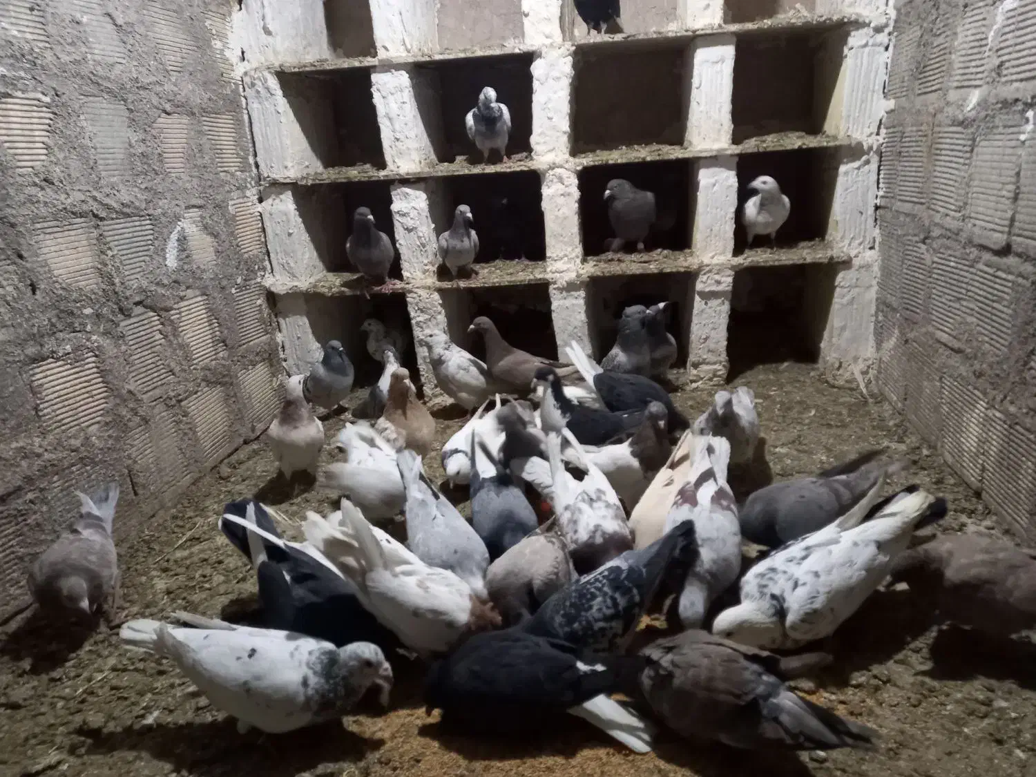 رنگی و دورگ|پرنده|مبارکه, |دیوار