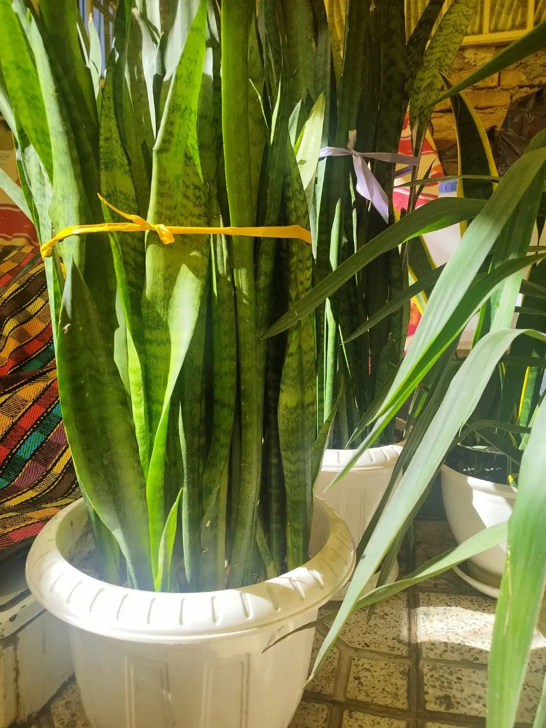 گل شمشیری|گل و گیاه طبیعی|بهارستان, |دیوار