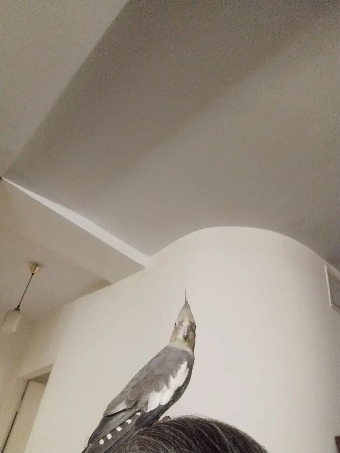 عروس هلندی|پرنده|کرج, شهرک بنفشه|دیوار