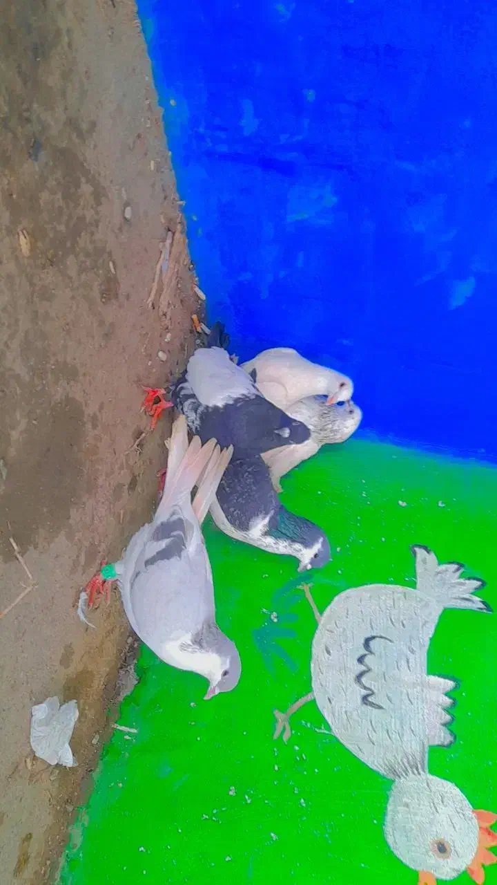 کفتر|پرنده|تربت‌حیدریه, سیلوی گندم|دیوار