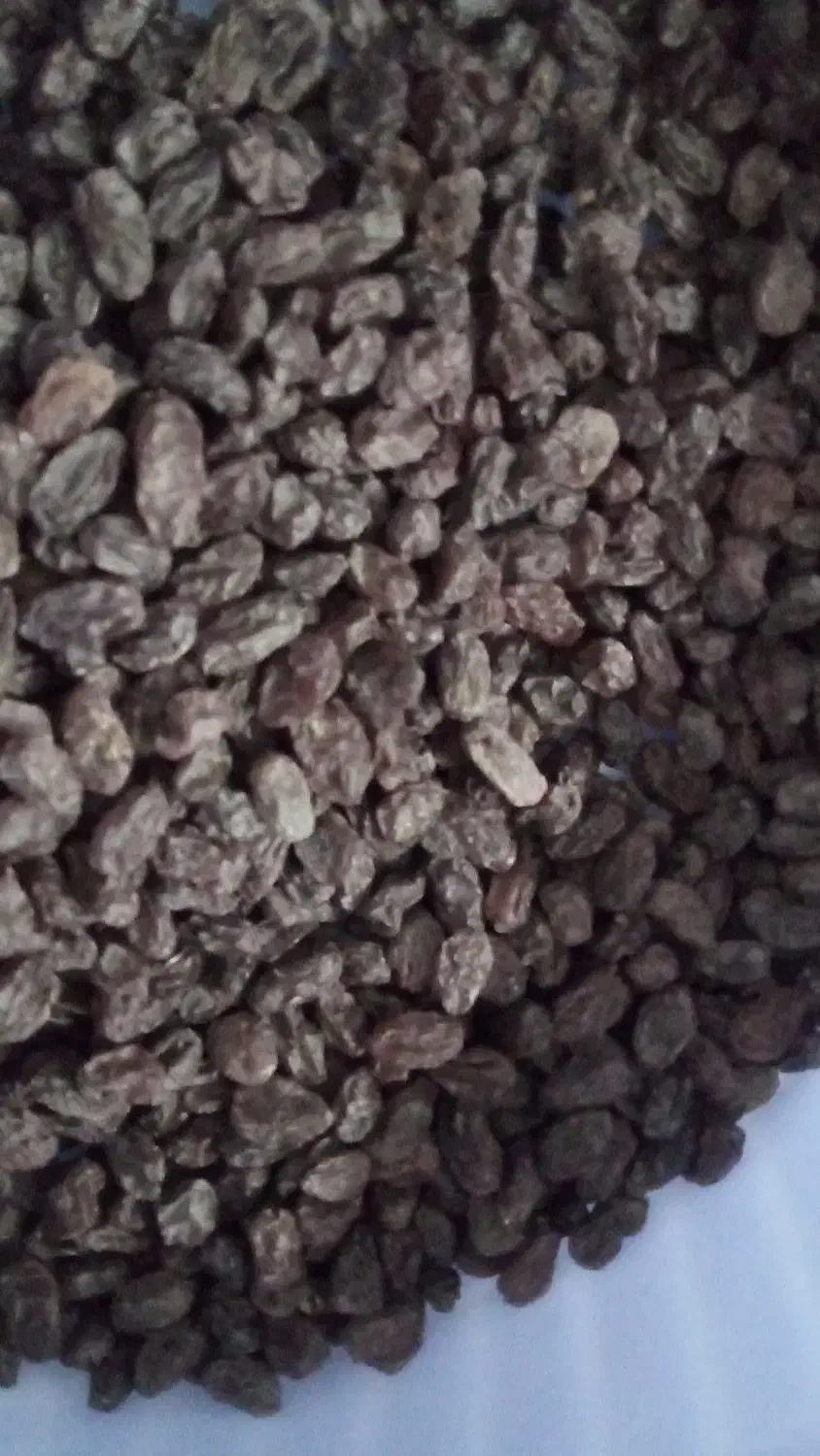 کشمش بی دانه بناب زوارک|خوردنی و آشامیدنی|تبریز, |دیوار