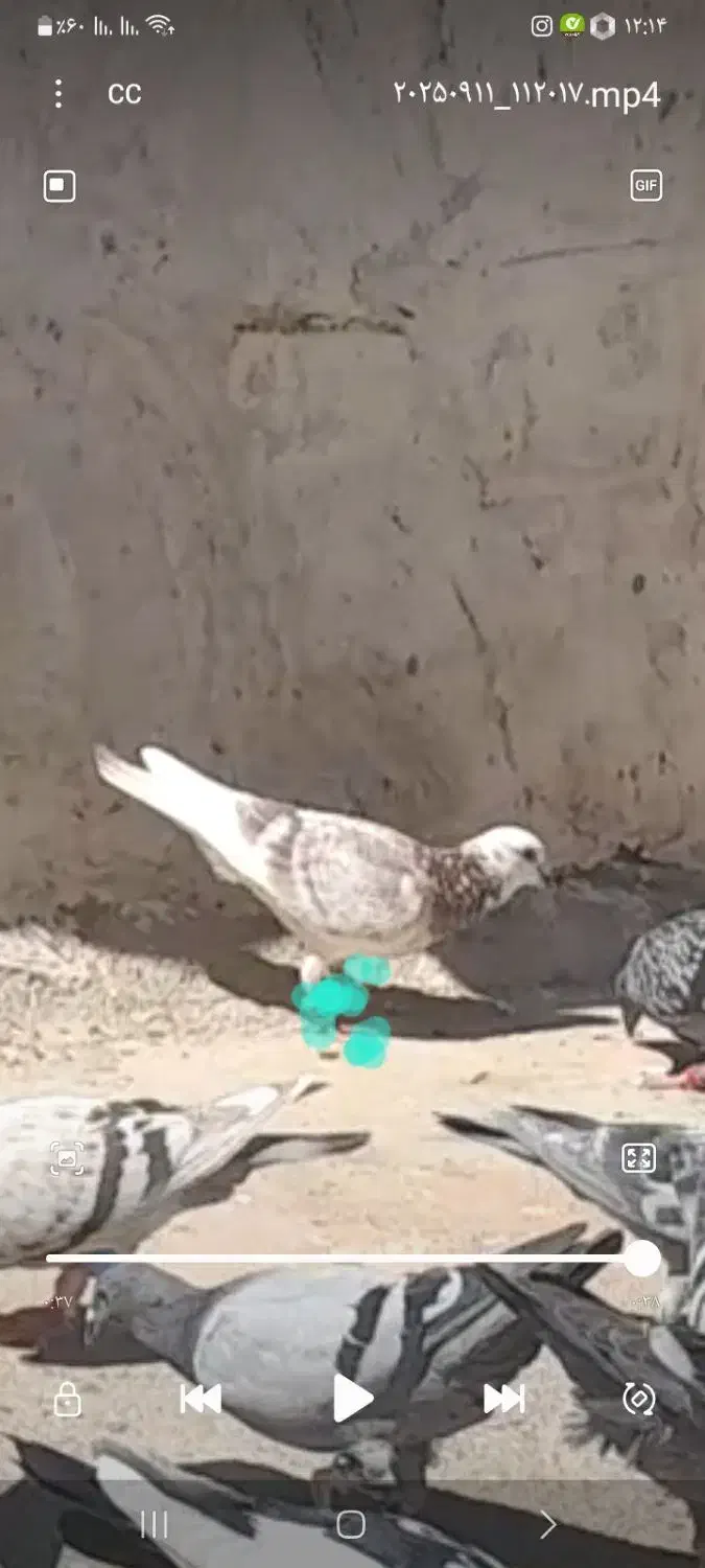 کبوترگمشده|حیوانات|تایباد, |دیوار