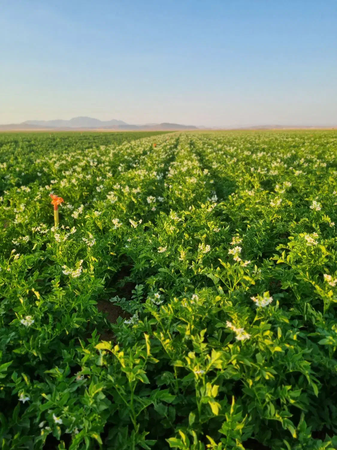 زمین کشاورزی|اجارهٔ دفتر صنعتی، کشاورزی، تجاری|کبودرآهنگ, |دیوار