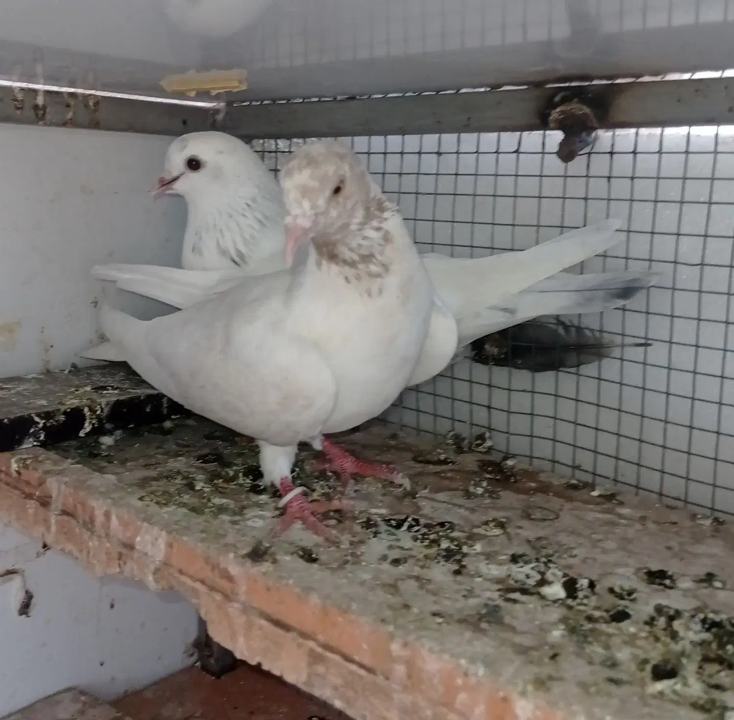 کفتر پرشتی|پرنده|میناب, |دیوار