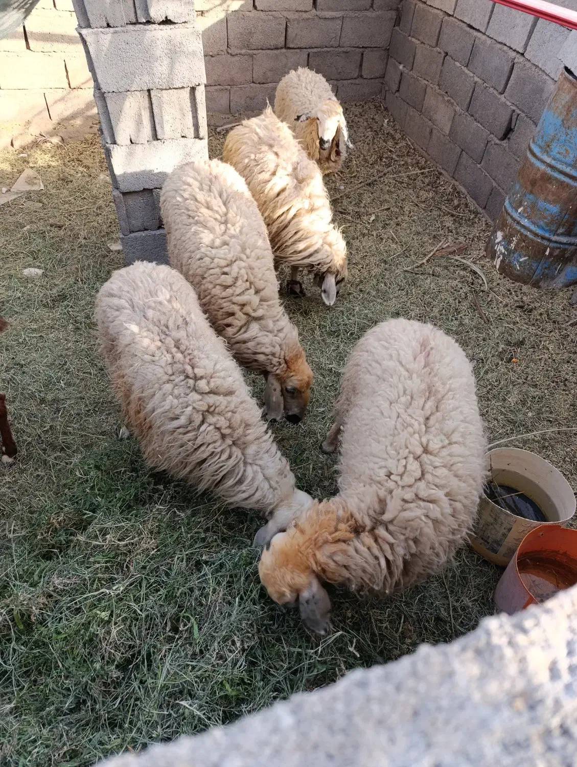 گوسفند بره کاور بز|حیوانات مزرعه|نرماشیر, |دیوار