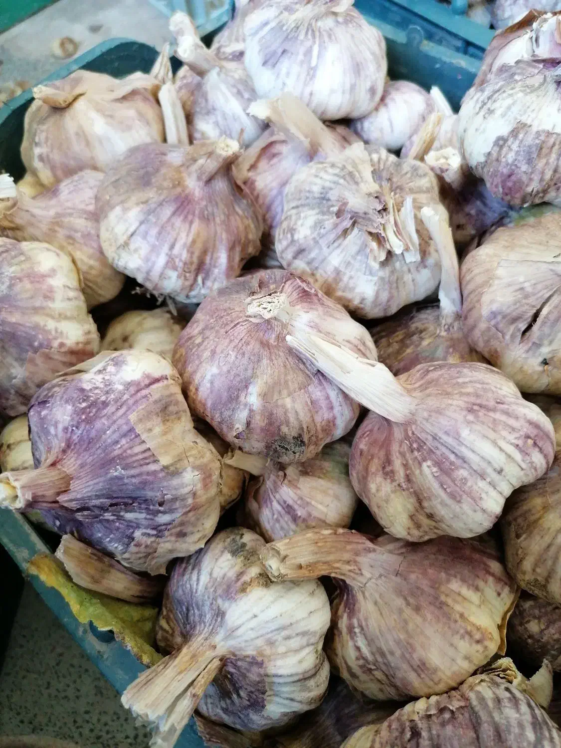 سیر زنجان وهمدان|خوردنی و آشامیدنی|شیراز, شهرک نیروی انتظامی|دیوار