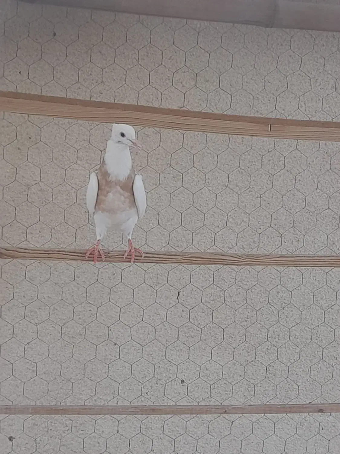 قبول واگذاری کبوتر و هر نوع پرندهی دیگه|پرنده|تهران, مرزداران|دیوار