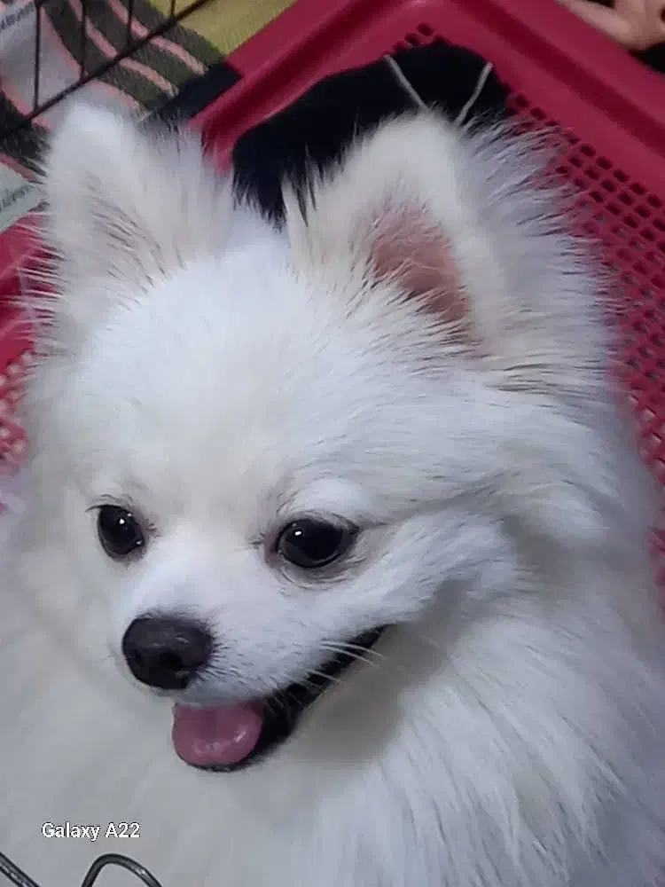 پامرین|سگ|پاکدشت, پاکدشت (مامازند)|دیوار