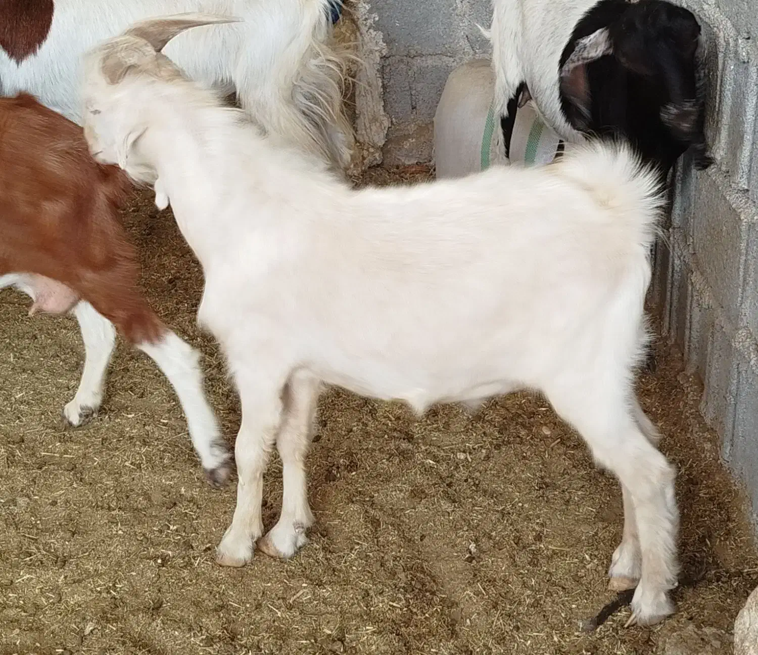 کهره نره|حیوانات مزرعه|برازجان, |دیوار