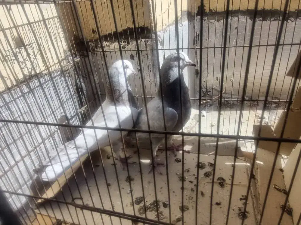 دوتا جوجه پرشی یه نر پرشی کاکل دار موش پا|پرنده|قم, زنبیل آباد|دیوار