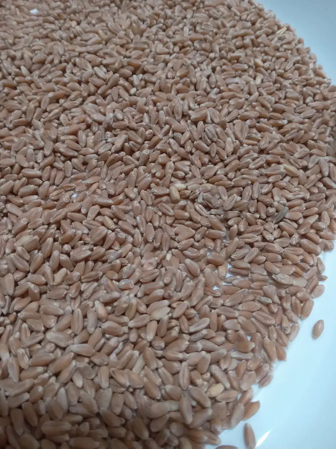 دان تخمگذاری گندم دیم بلدرچین|لوازم جانبی حیوانات|مشهد, شهرک امام هادی (شهرک غرب)|دیوار