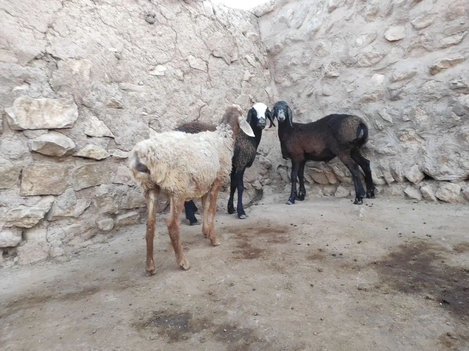 بره نرودماده چینی ۲قلو|حیوانات مزرعه|کوهدشت, |دیوار