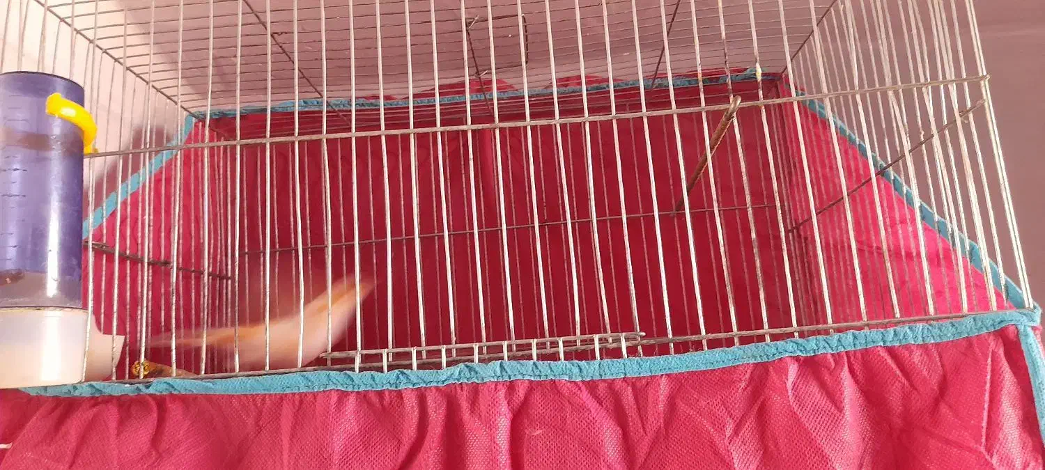 قناری|پرنده|کرمان, |دیوار