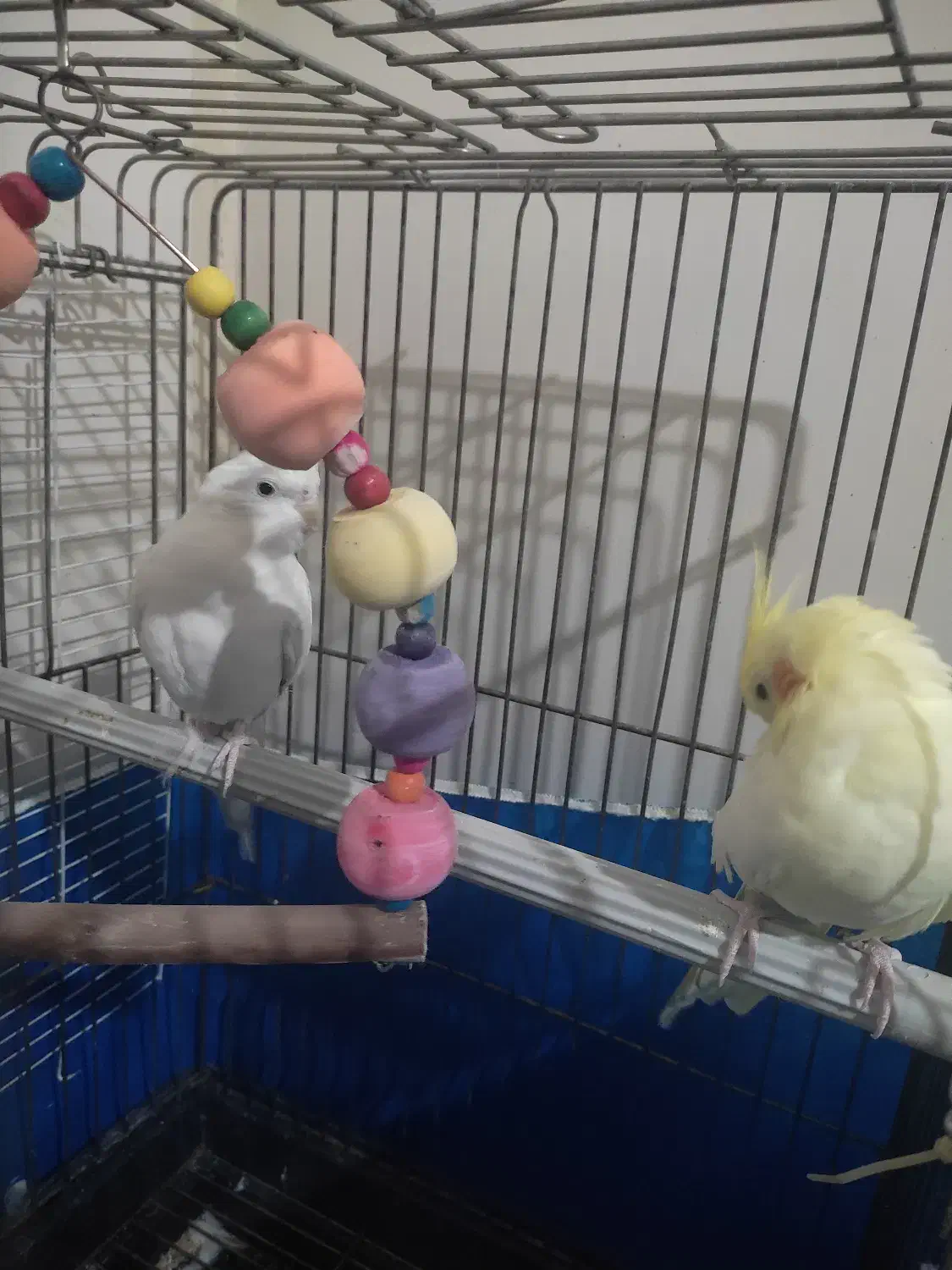 عروس هلندی جفت|پرنده|فردیس, شهرک ناز|دیوار