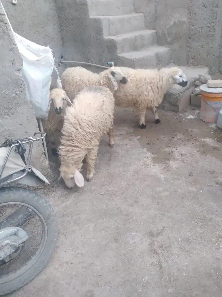 چهار تا بره ماده چاق و چله خوشگل|حیوانات مزرعه|زاهدان, |دیوار