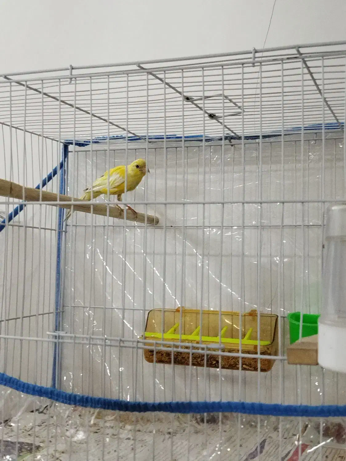 قناری نر|پرنده|مشهد, توس (بلوار توس)|دیوار