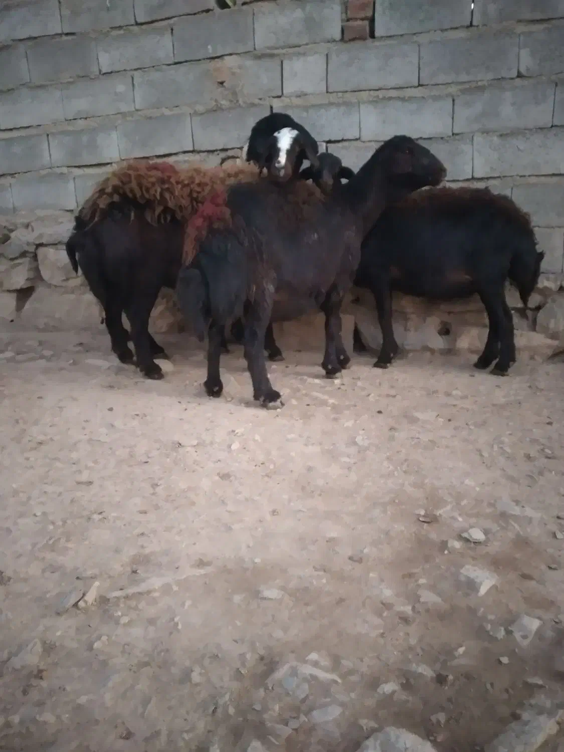 فروش چهار راس گوسفند قرقزل دوتاش شیشک دوتاش میش|حیوانات مزرعه|کنگاور, |دیوار