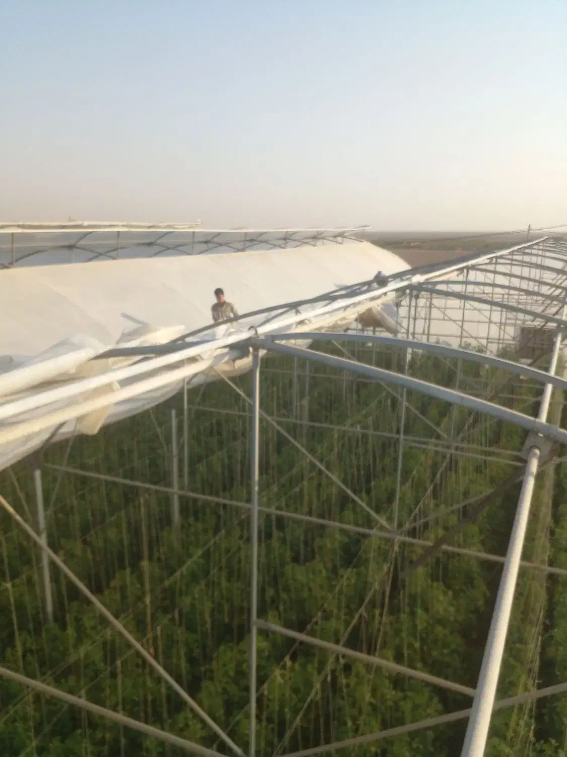 نصب وتعمیرات انواع گلخانه های جوشی وپیچ مهره ی|خدمات پیشه و مهارت|کاشان, شهرک صنعتی راوند|دیوار