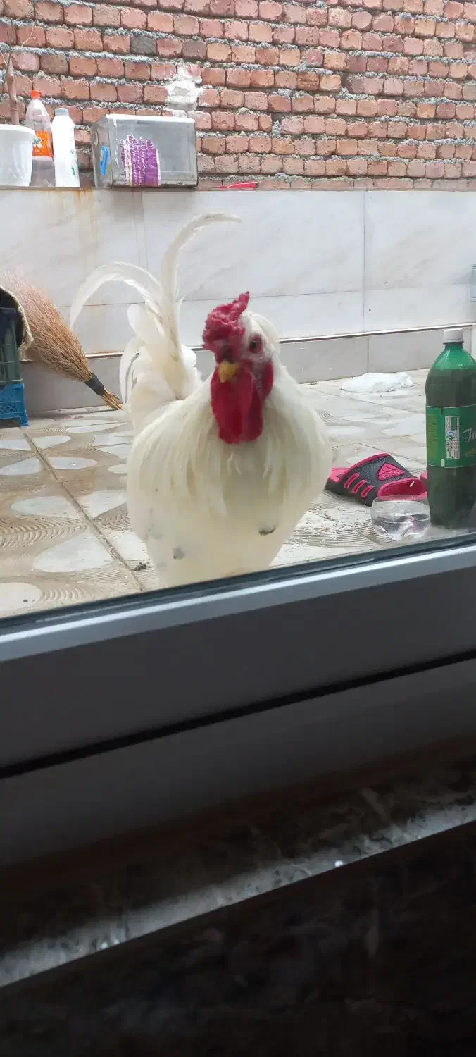 خروس گلین اصل|حیوانات مزرعه|سنندج, |دیوار