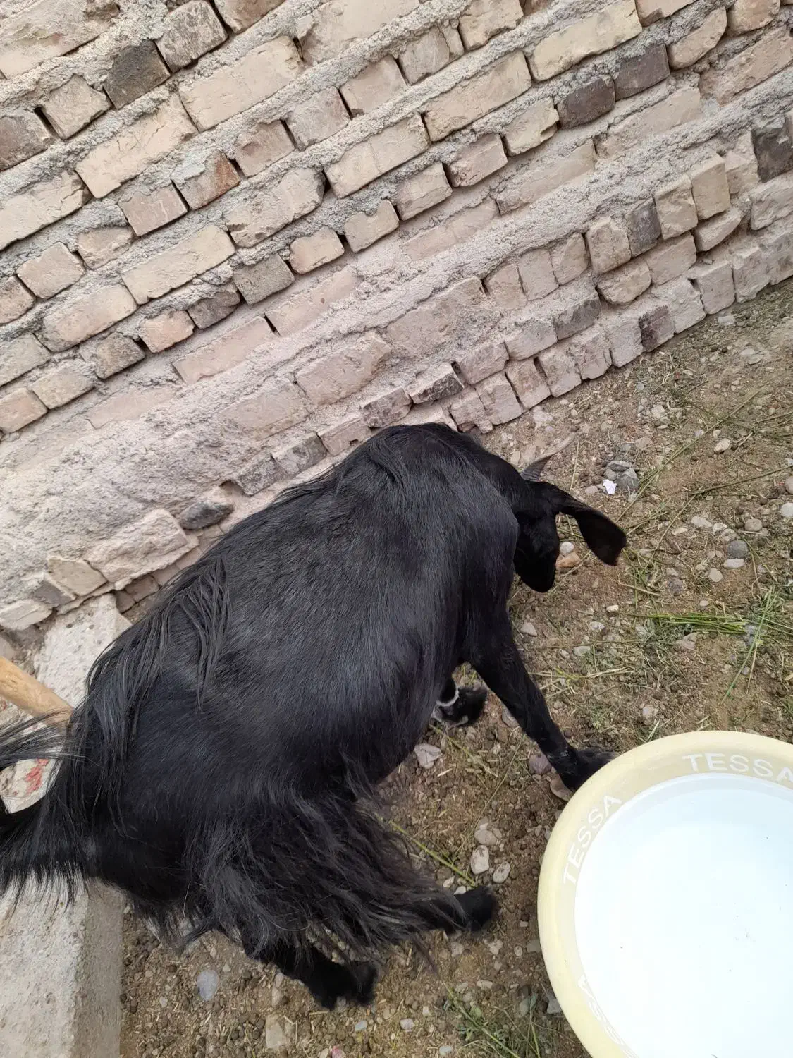 گوسفند|حیوانات مزرعه|ایرانشهر, |دیوار