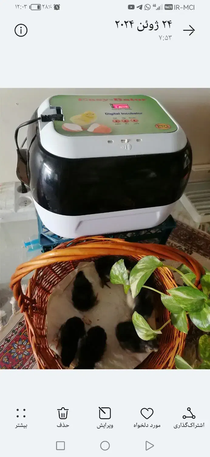 دستگاه جوجه کشی ایزی باتو ر5|لوازم جانبی حیوانات|آمل, |دیوار