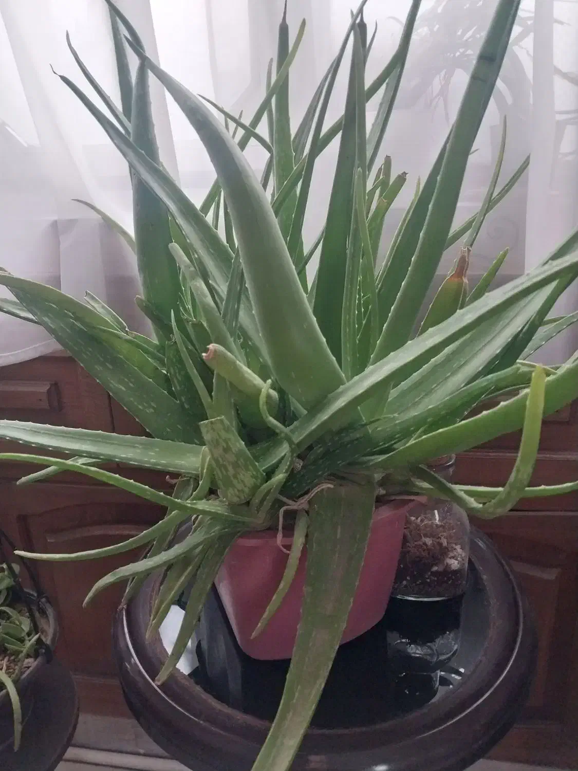 چند گلدان الوورا با قیمت خوب|گل و گیاه طبیعی|ری, شهادت|دیوار