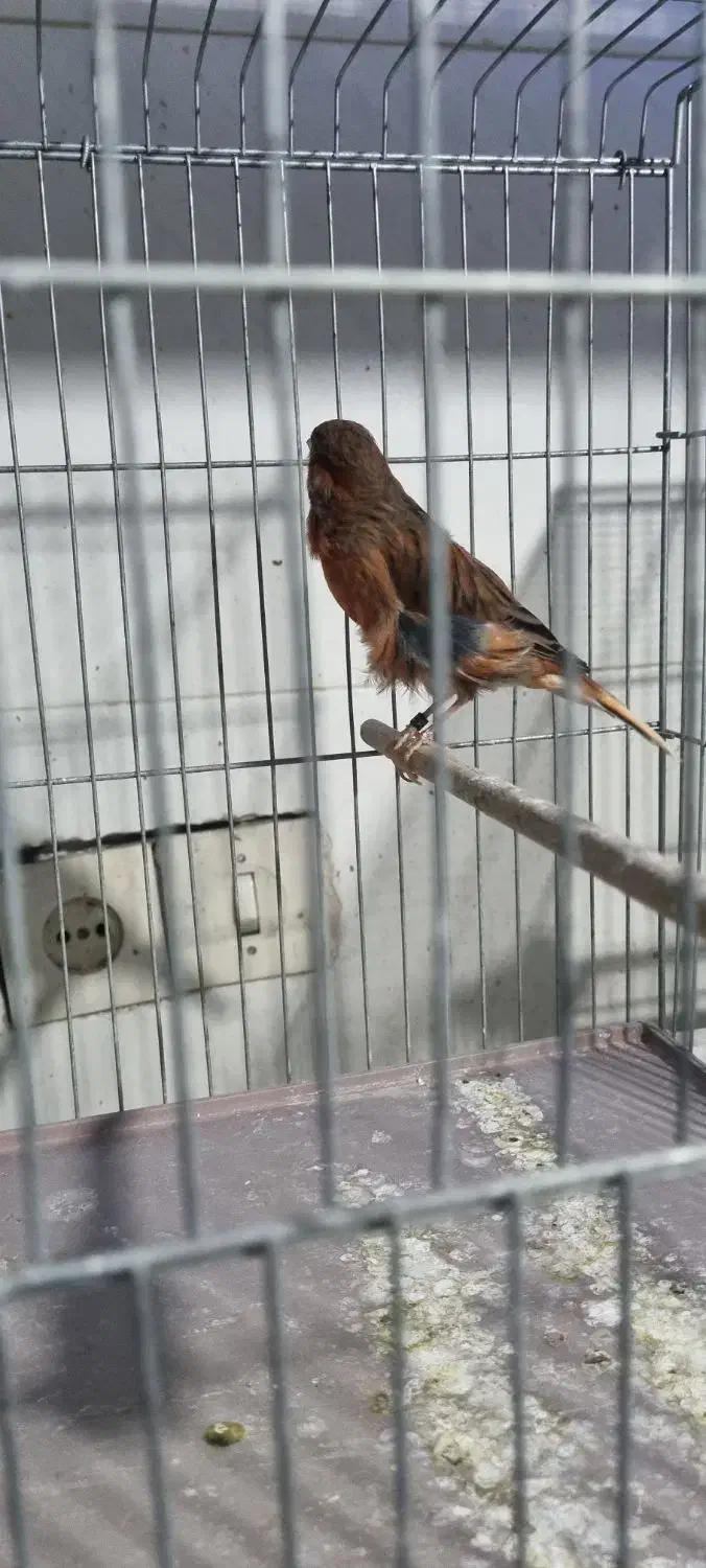 قناری|پرنده|اصفهان, کساره|دیوار