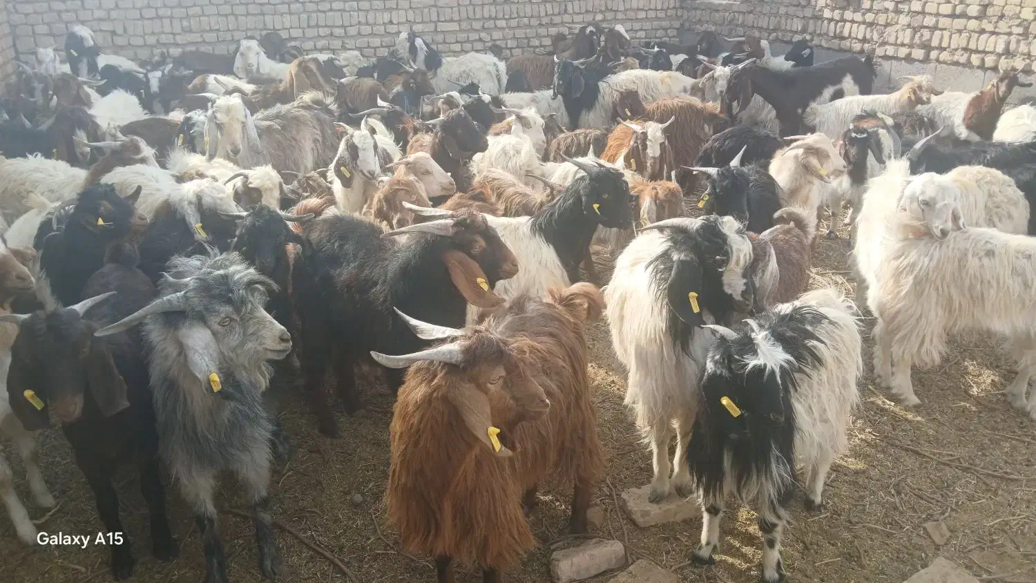 تعداد ۱۰۰ عدد فروشی|حیوانات مزرعه|ششطراز, |دیوار