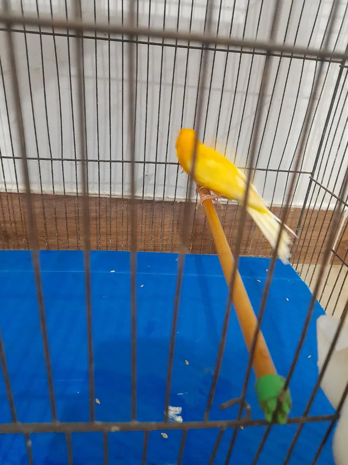 تعدادی قناری پرتقالی و لیمویی|پرنده|رشت, دیانتی|دیوار