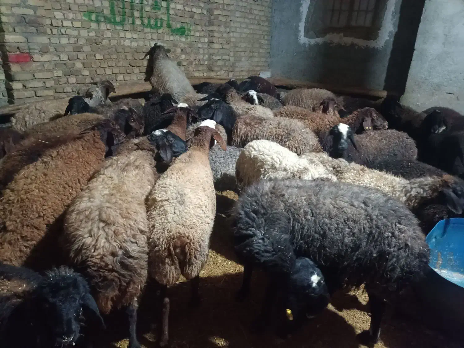 جهت نگهداری و قربانی کردن|حیوانات مزرعه|قزوین, |دیوار