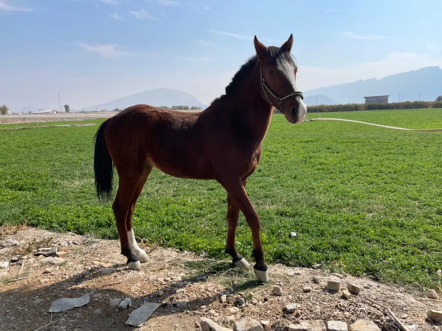 به فروش می رسد.. کره اسب نریون ،نژاد دره شوری|اسب و تجهیزات اسب‌سواری|فیروزآباد (فارس), |دیوار