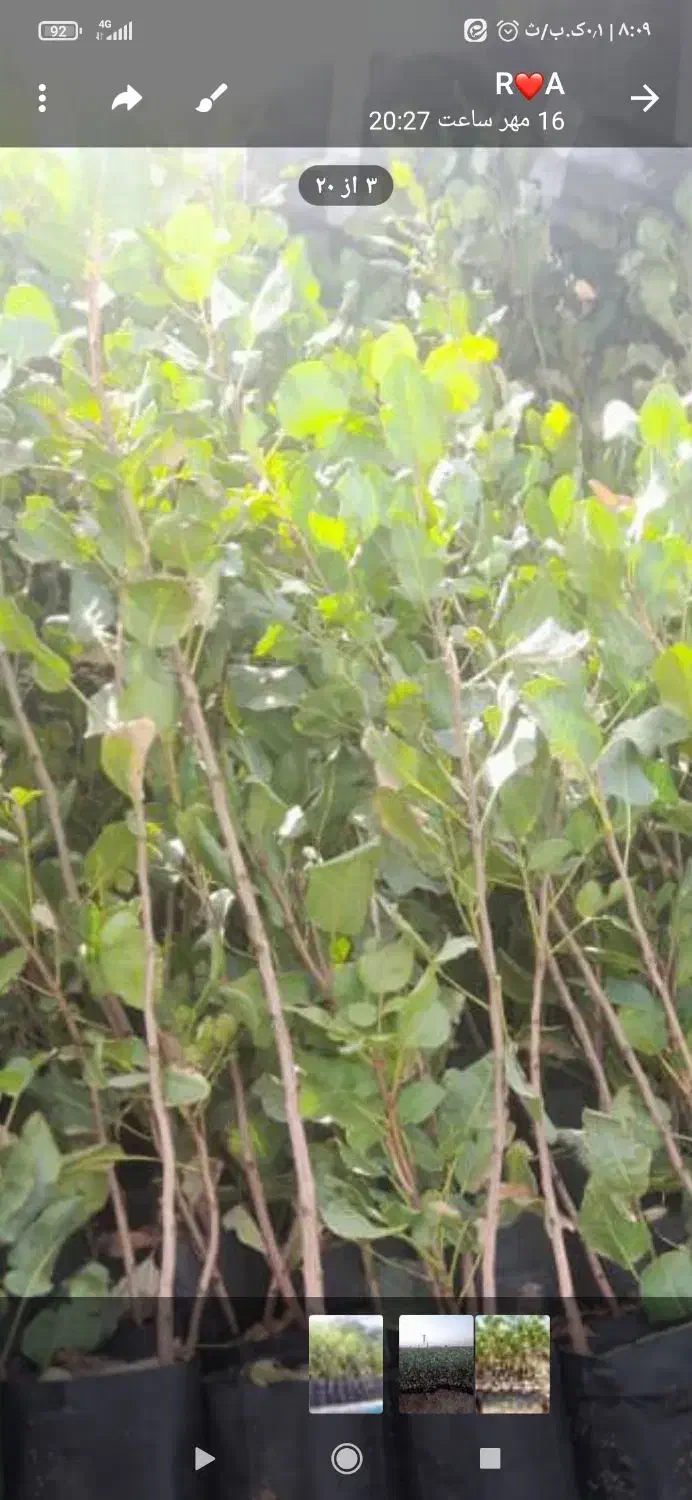 هرس درخت انگور وغیره|خدمات باغبانی و درختکاری|بیرجند, |دیوار