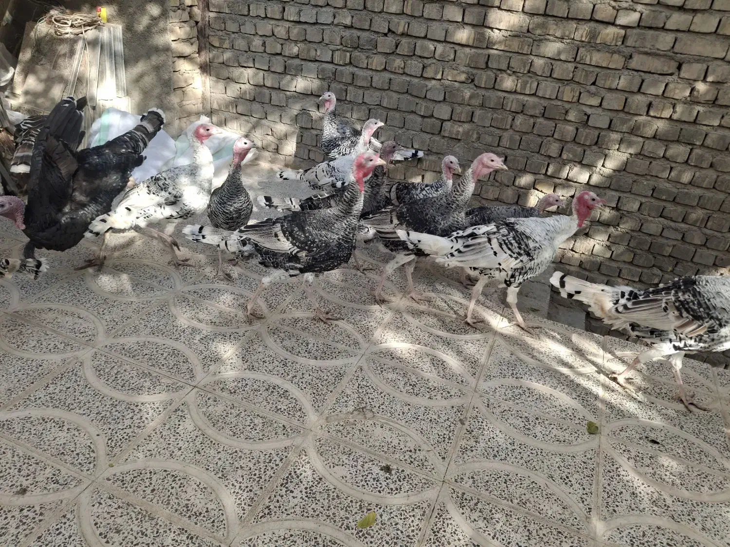 هشترخانی|حیوانات مزرعه|قزوین, |دیوار