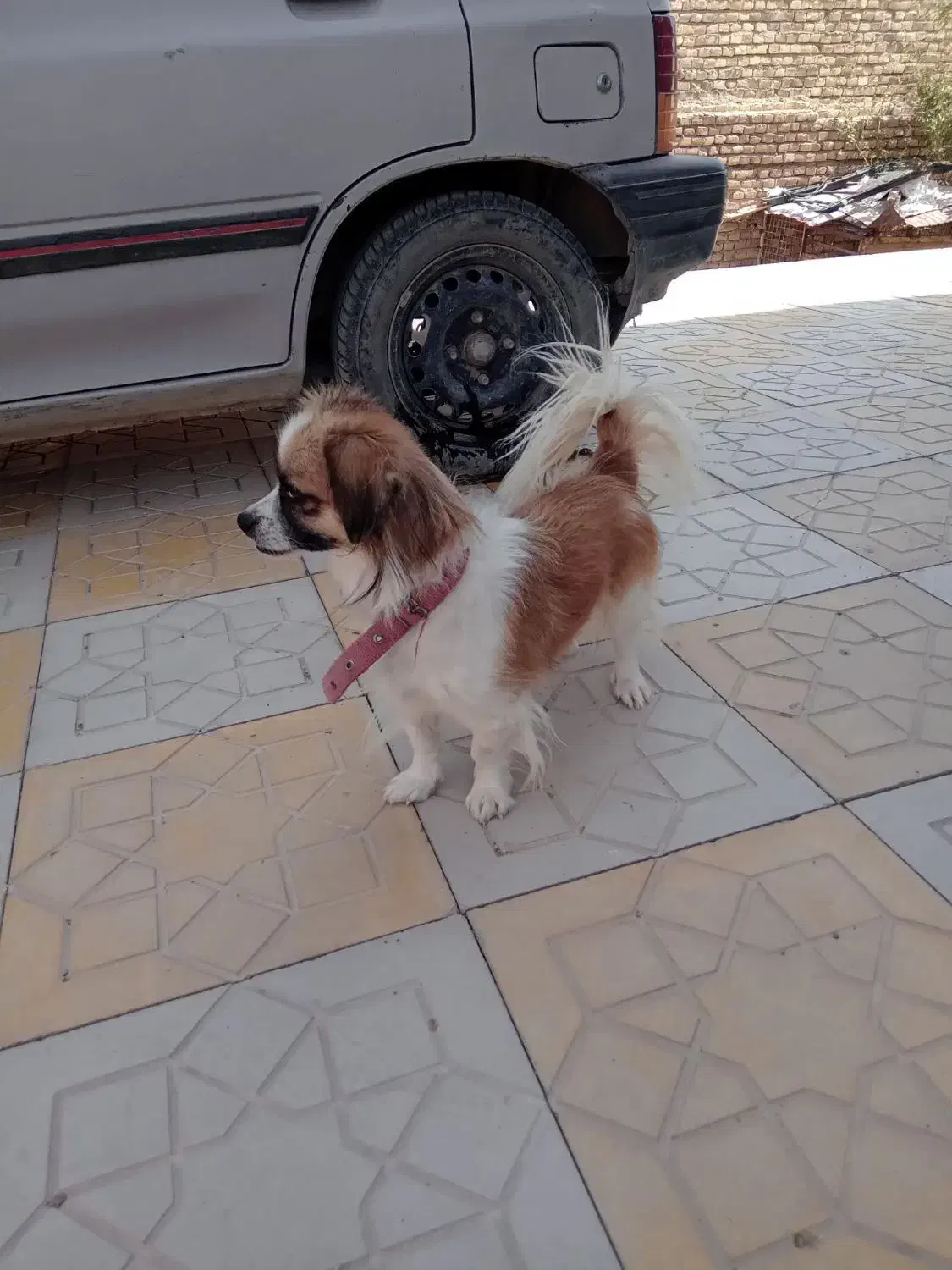 سگ پاکوتاه|سگ|سبزوار, کهنه آب|دیوار