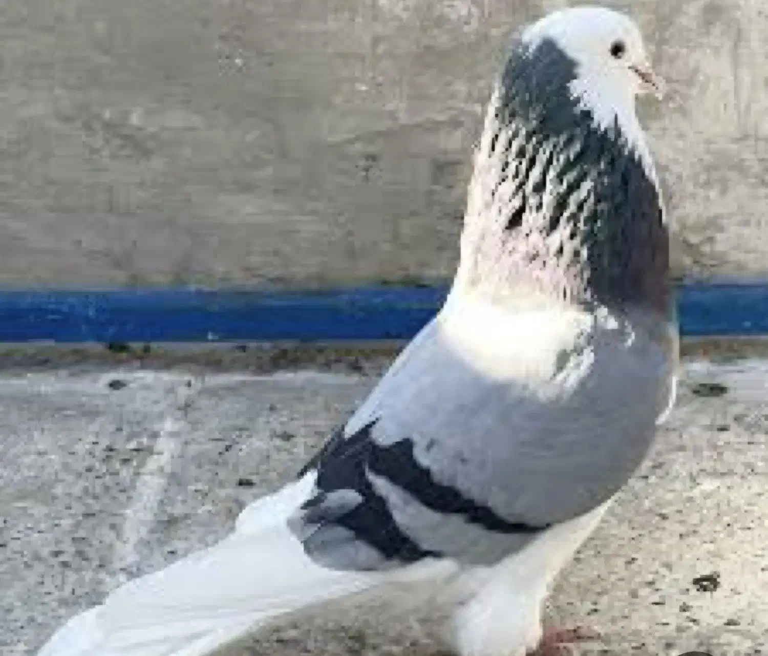 خرس|پرنده|شیراز, شهرک بهار|دیوار