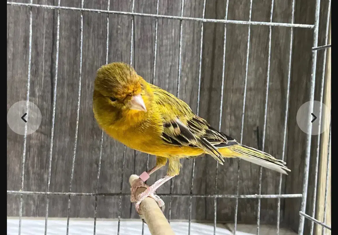 قناری ۷صدا|پرنده|بندرعباس, |دیوار