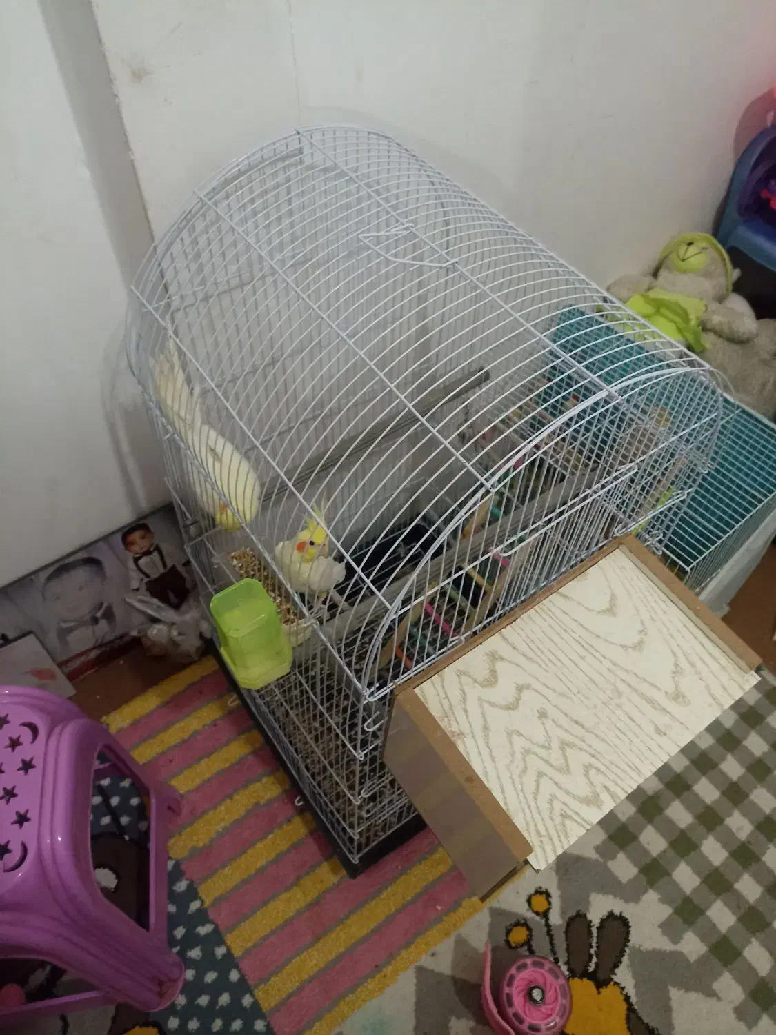 عروس هلندی لوتینو|پرنده|مشهد, هنرور|دیوار