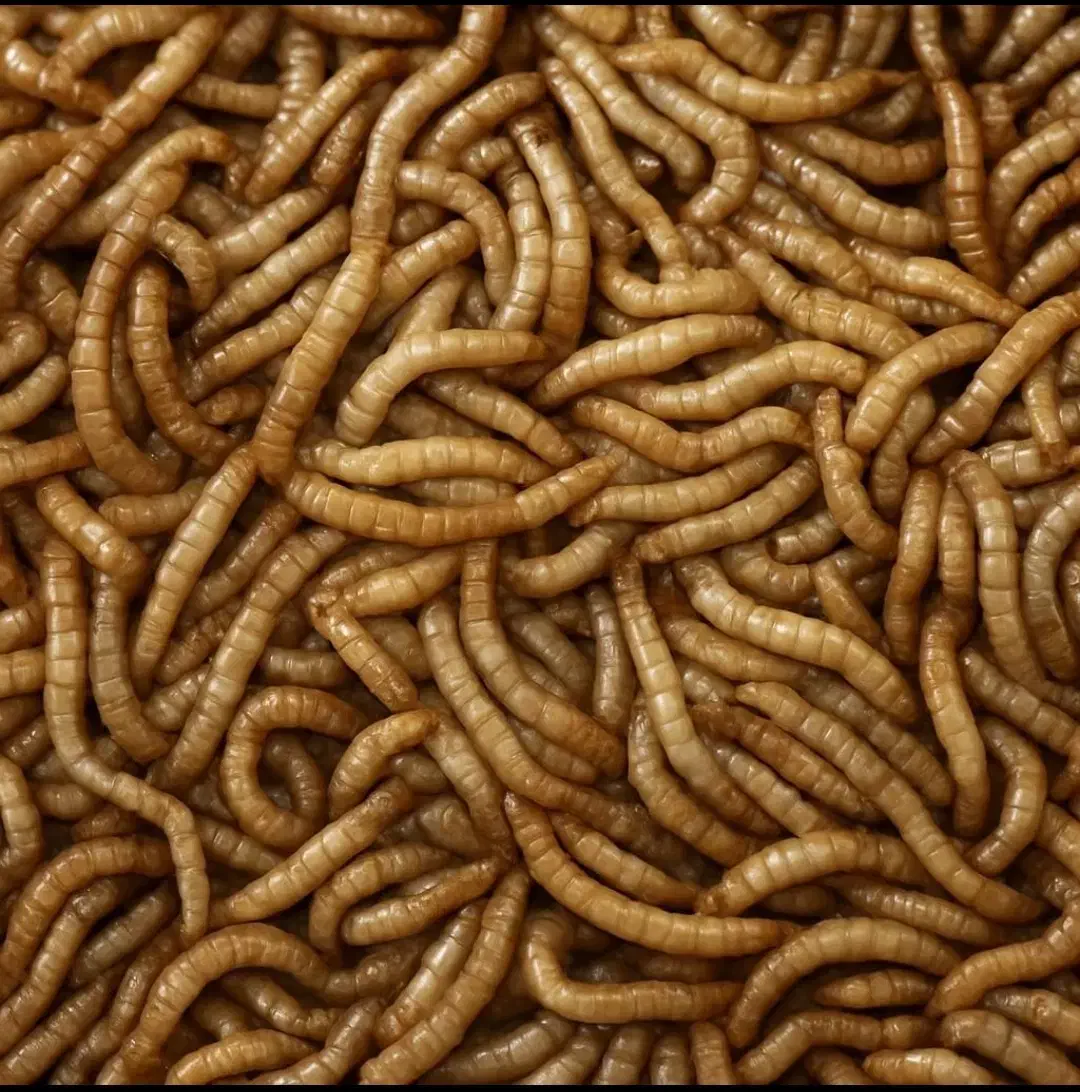 فروش کرم میلورم بصورت عمده وخورده|خزنده|مراغه, |دیوار