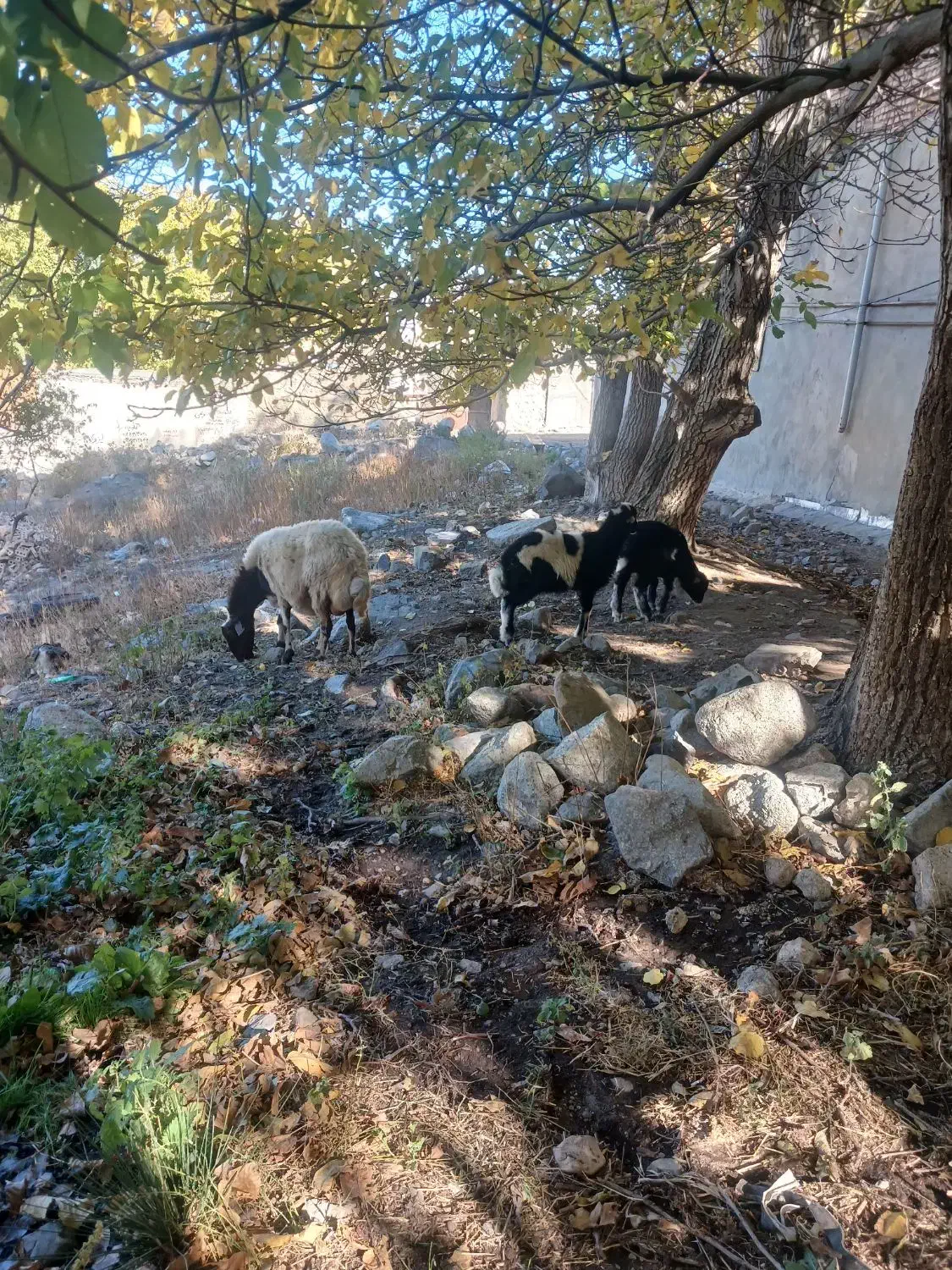 گوسفند بره دار بره هاش جفت نر هستن|حیوانات مزرعه|سراب, |دیوار