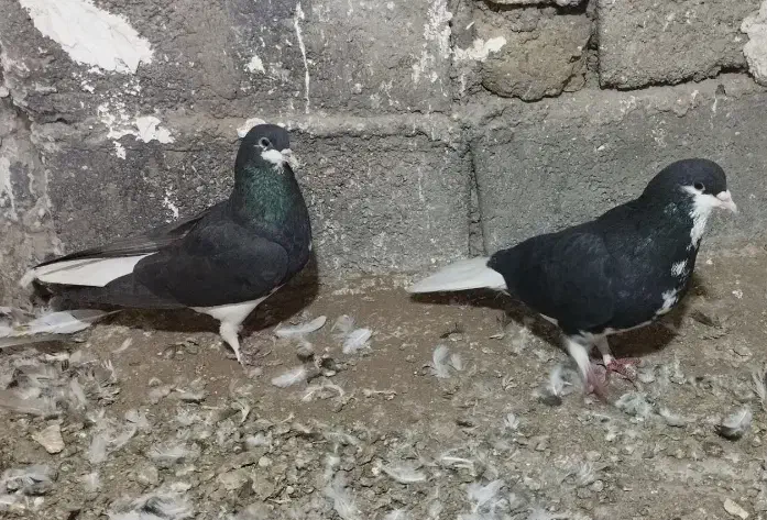 کفتر خوشرنگ|پرنده|اقبالیه, |دیوار