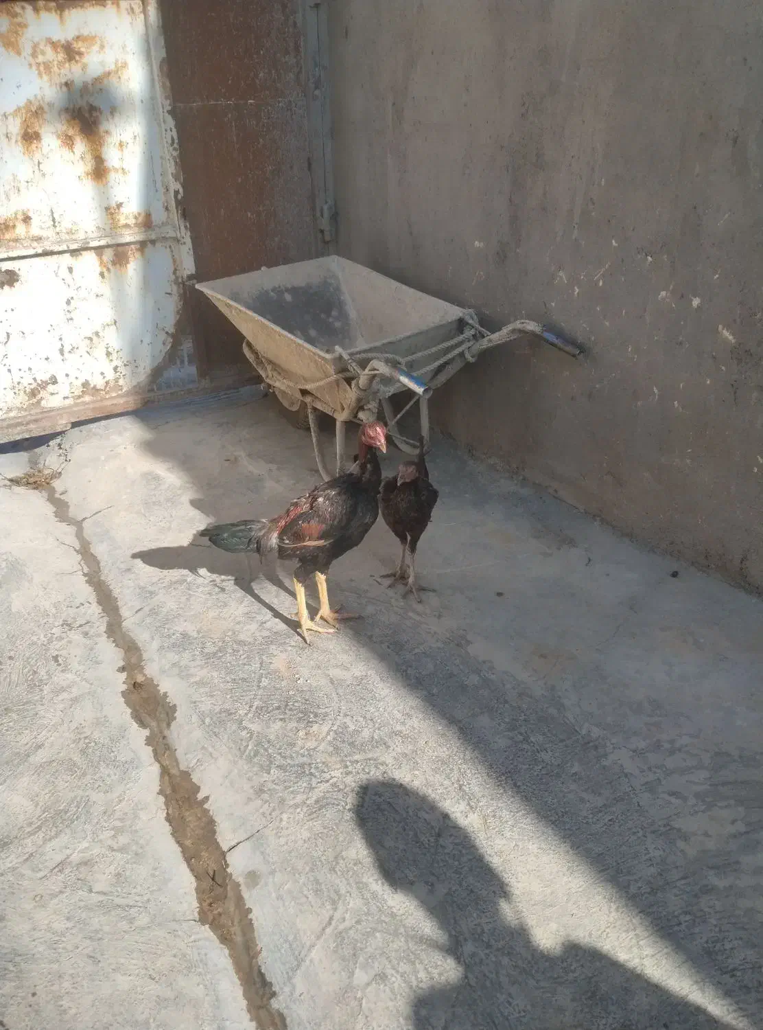 یک جفت لاری و یک جفت غوغاز به فروش می‌رسد|حیوانات مزرعه|تاکستان, |دیوار