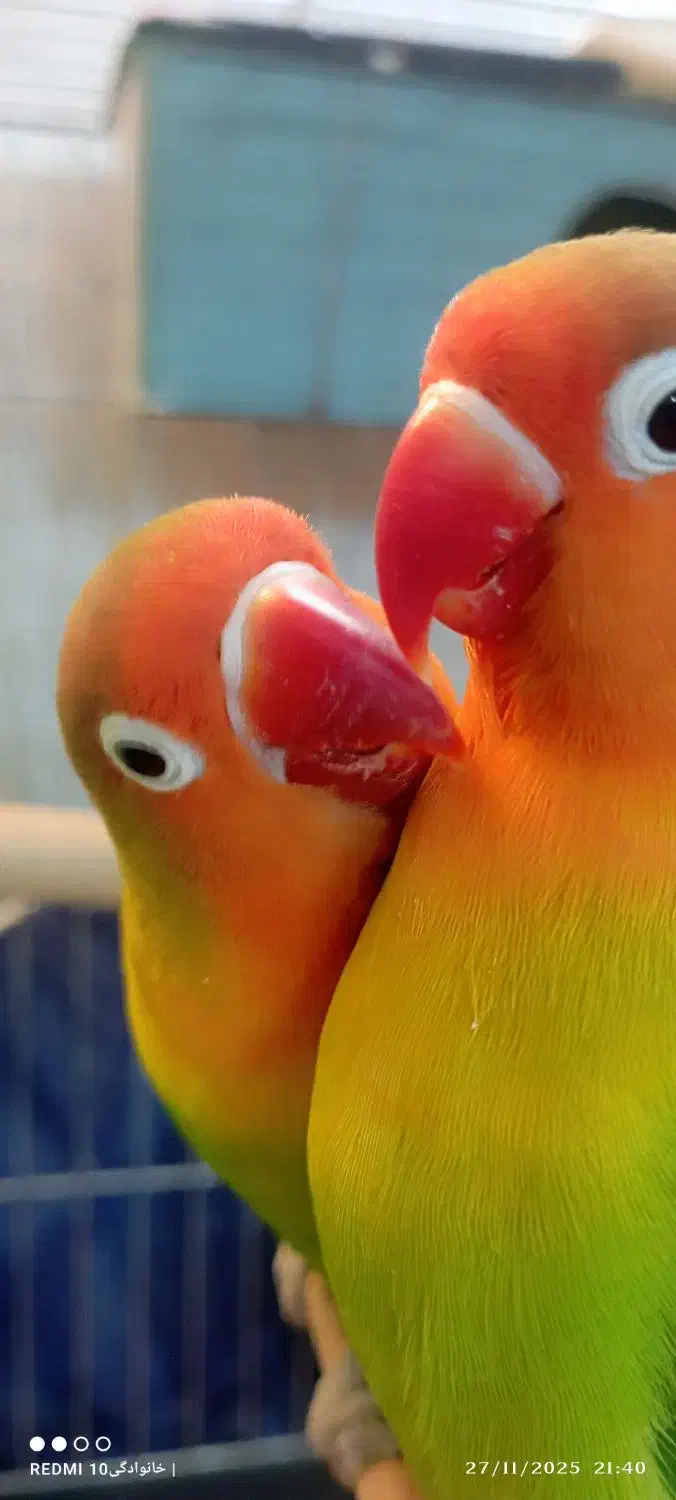 طوطی برزیلی.مرغعشق هلندی.مرغعشق انگلیسی|پرنده|چمران, |دیوار