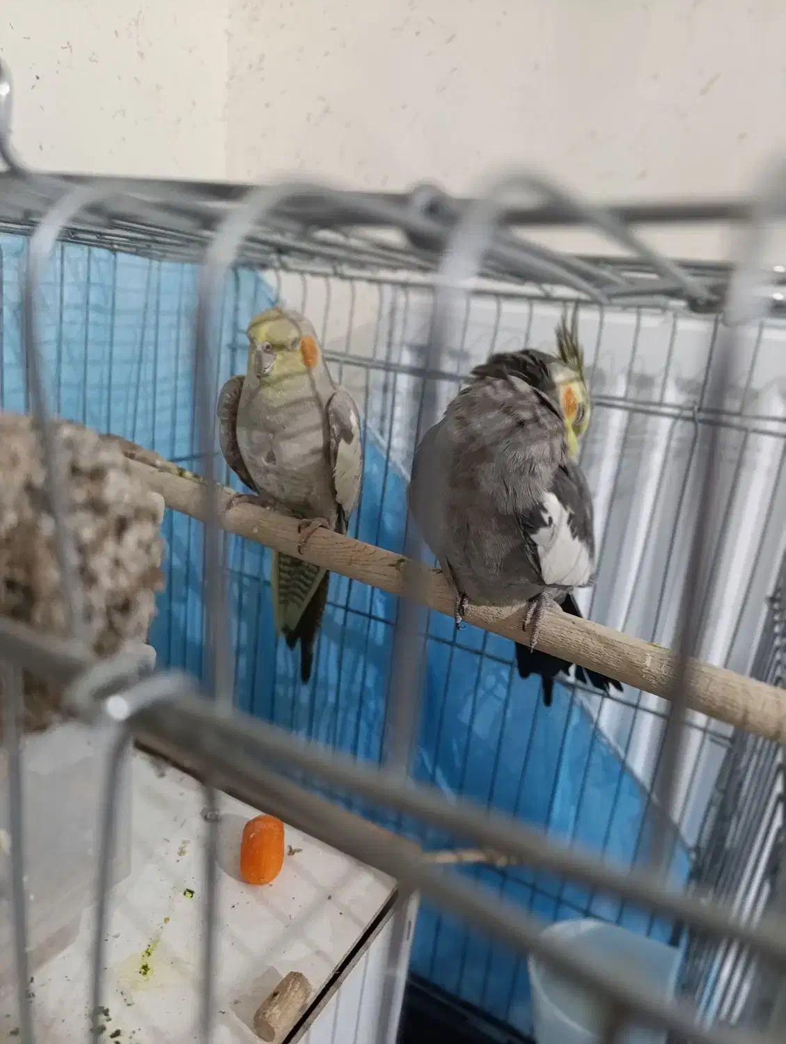 پرنده|پرنده|محمدیه-قزوین, |دیوار