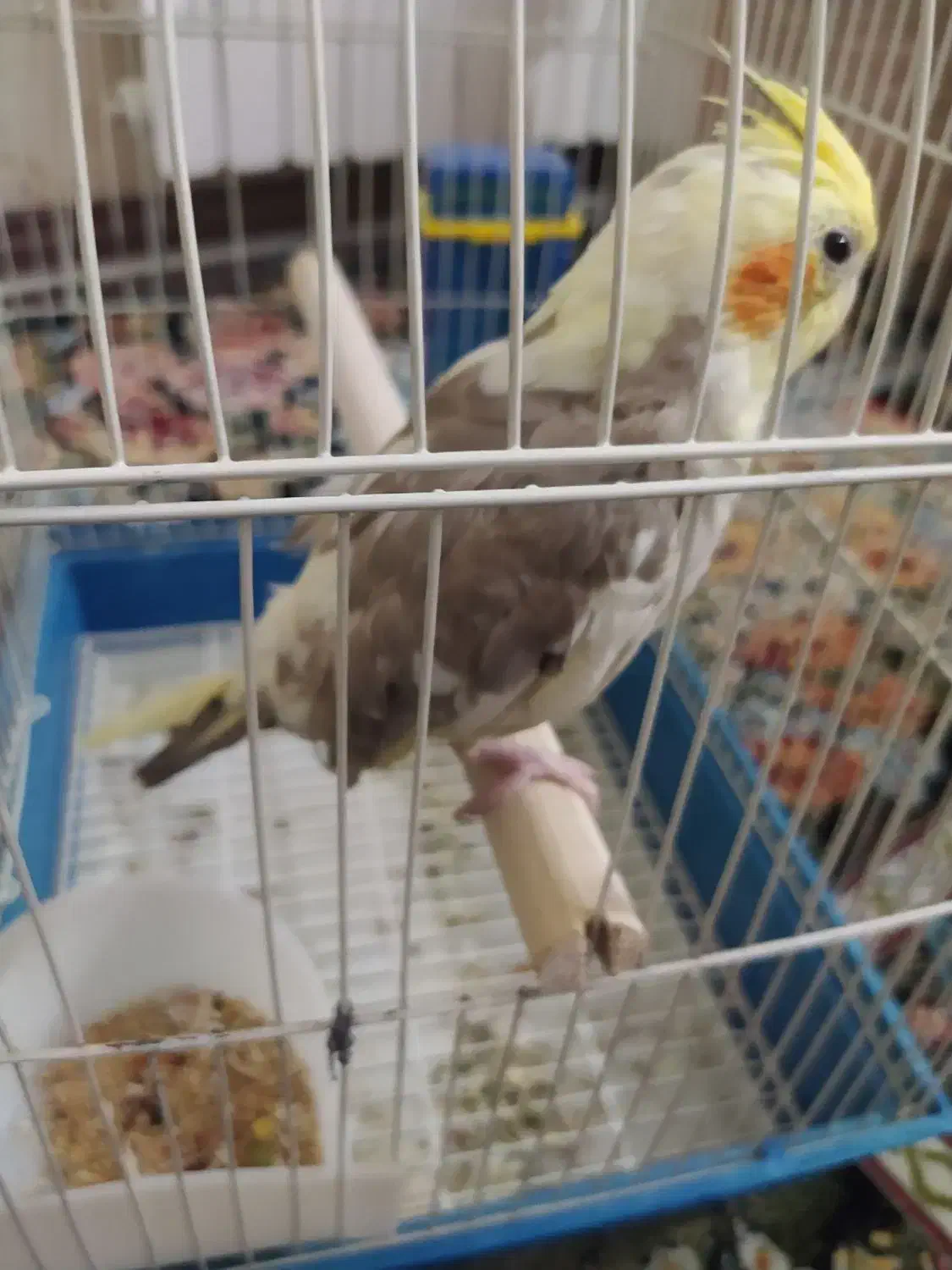 عروس هلندی|پرنده|کهریزک, |دیوار