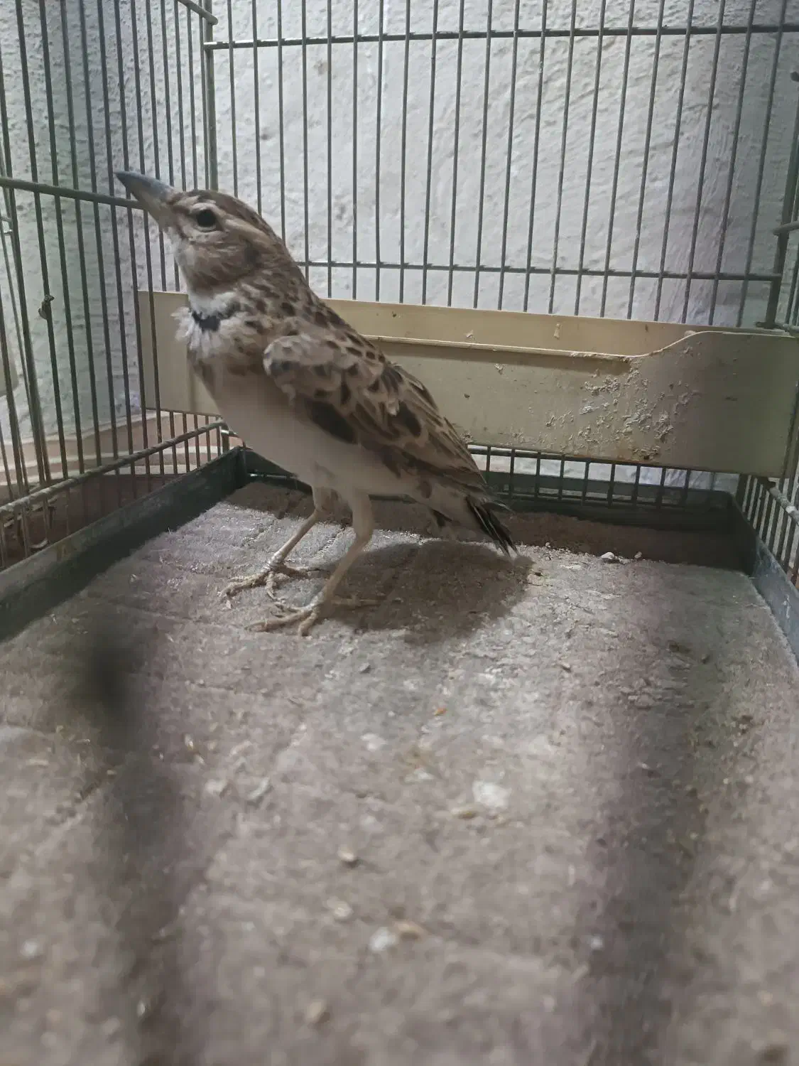 سهره خاکی امسال|پرنده|قم, قلعه عموحسین|دیوار